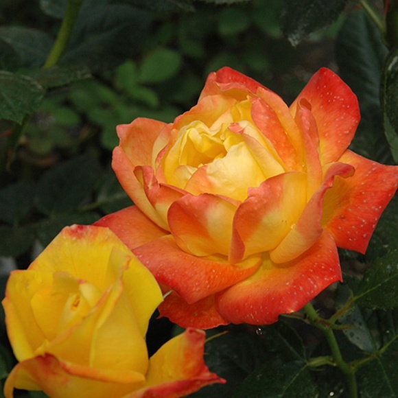 Meet your Posher, Asik - Picture 2 of 4